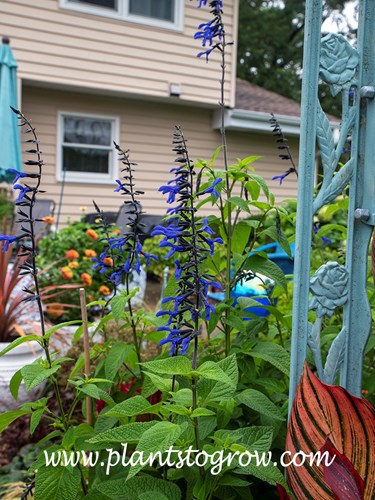 Black and Bloom Salvia (Salvia guarantica) 
I over wintered this plant so it was a lot larger and more florific than last years 1 year old plants.